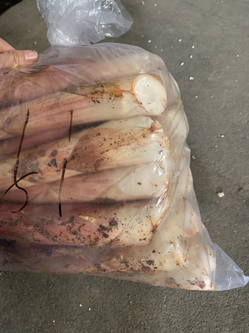 优选精品精选天雷笋春笋食用笋竹笋每日现挖大量供应