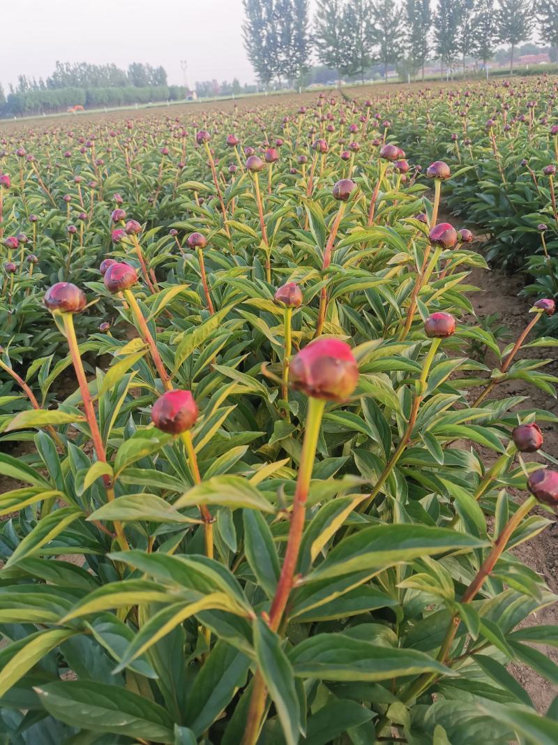 大花芍药切花芍药菏泽正宗观赏基地盆栽顺丰包邮