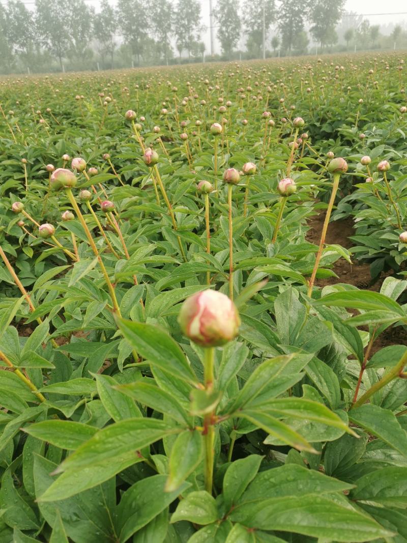 大花芍药切花芍药菏泽正宗观赏基地盆栽顺丰包邮
