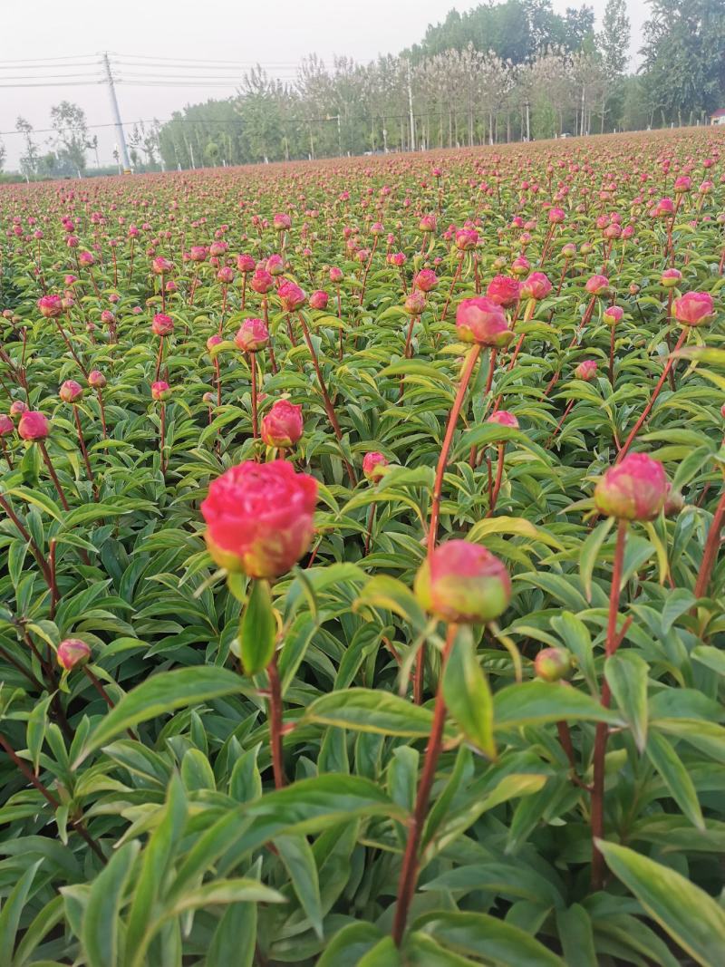 大花芍药切花芍药菏泽正宗观赏基地盆栽顺丰包邮