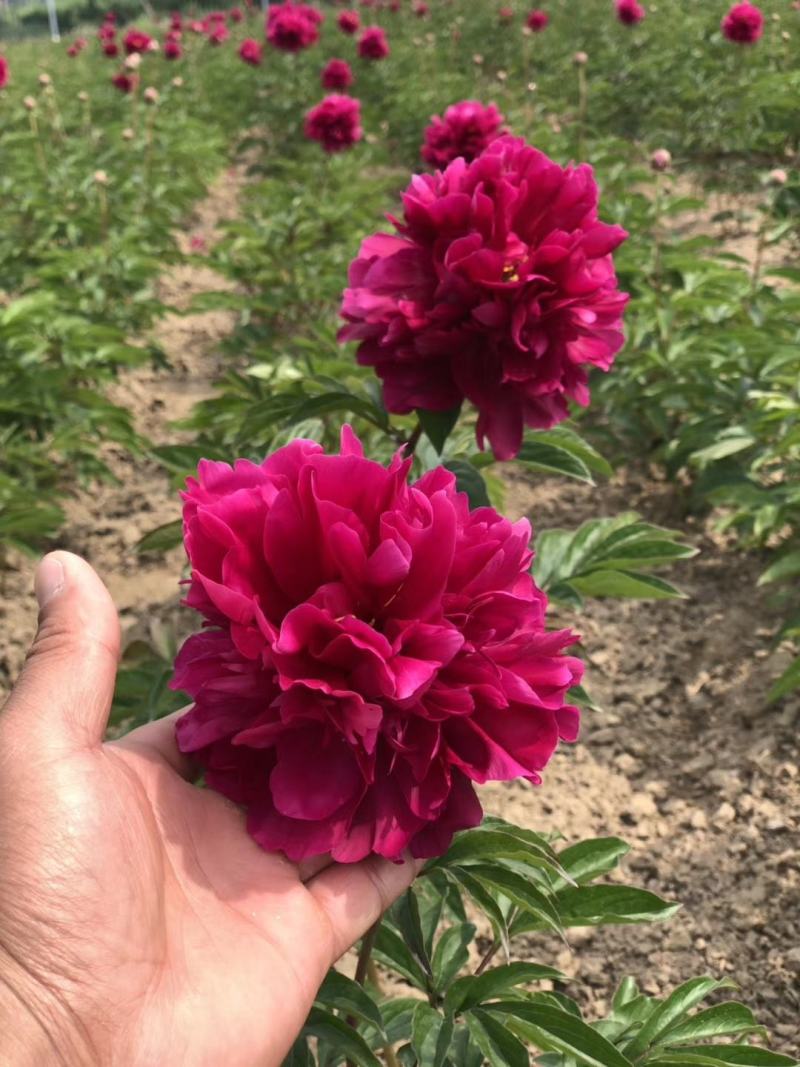 大花芍药切花芍药菏泽正宗观赏基地盆栽顺丰包邮