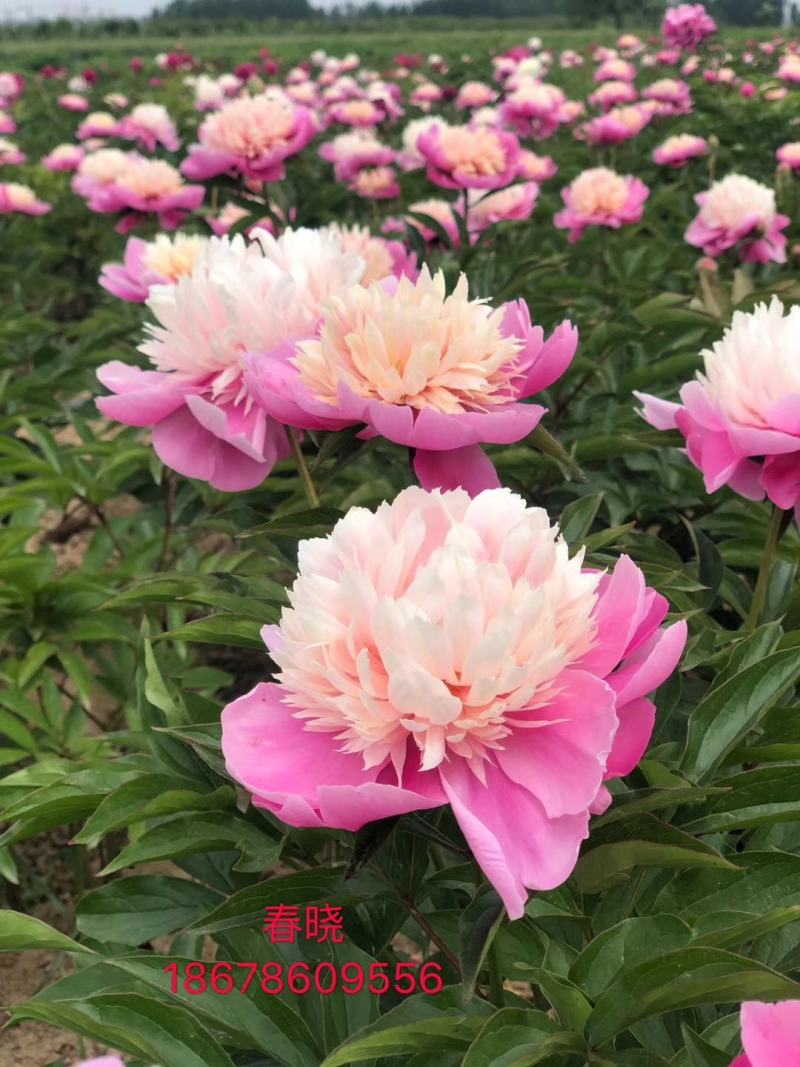 大花芍药切花芍药菏泽正宗观赏基地盆栽顺丰包邮
