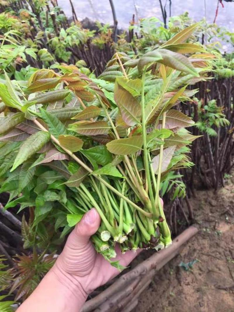 四季红油香椿种子芽苗菜香椿树种子四季播种包发芽新种