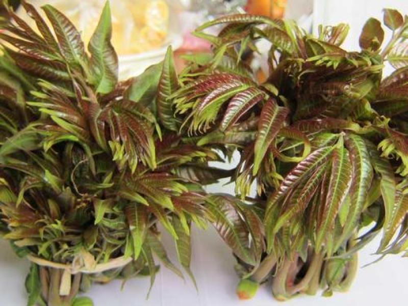 四季红油香椿种子芽苗菜香椿树种子四季播种包发芽新种