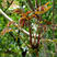 四季红油香椿种子芽苗菜香椿树种子四季播种包发芽新种