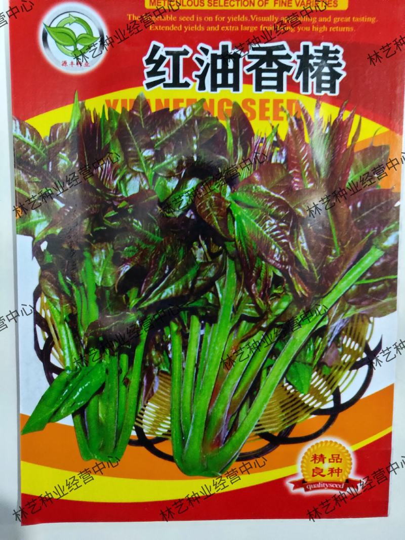四季红油香椿种子芽苗菜香椿树种子四季播种包发芽新种