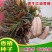 四季红油香椿种子芽苗菜香椿树种子四季播种包发芽新种