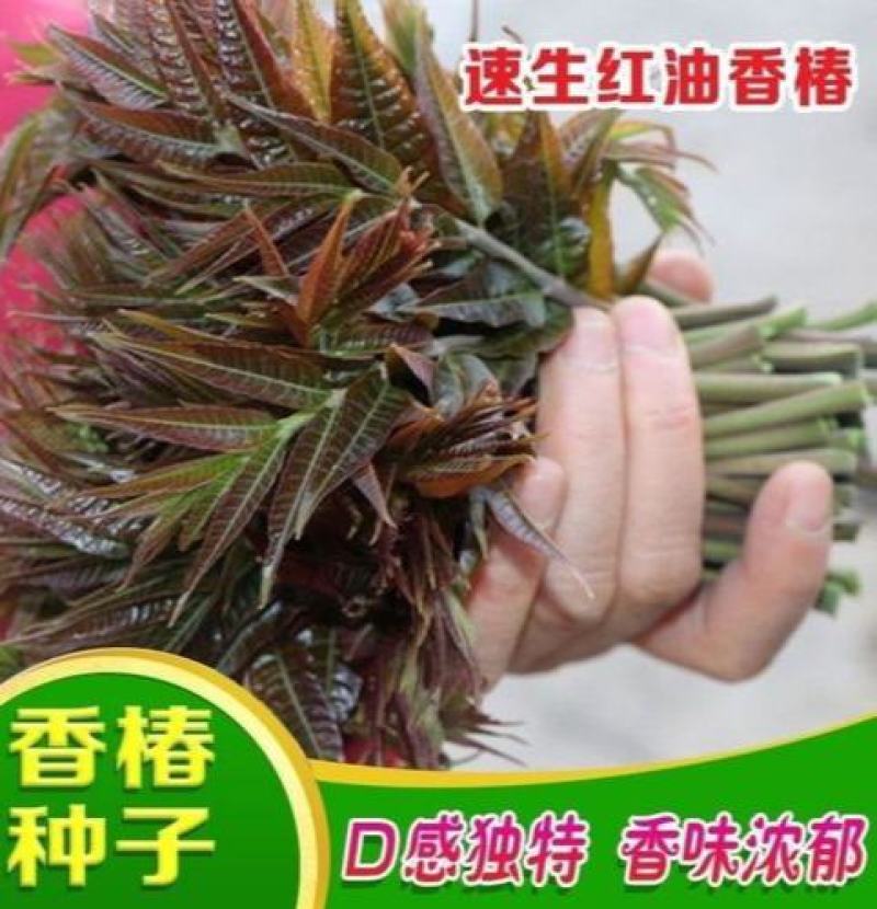 四季红油香椿种子芽苗菜香椿树种子四季播种包发芽新种