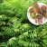 四季红油香椿种子芽苗菜香椿树种子四季播种包发芽新种