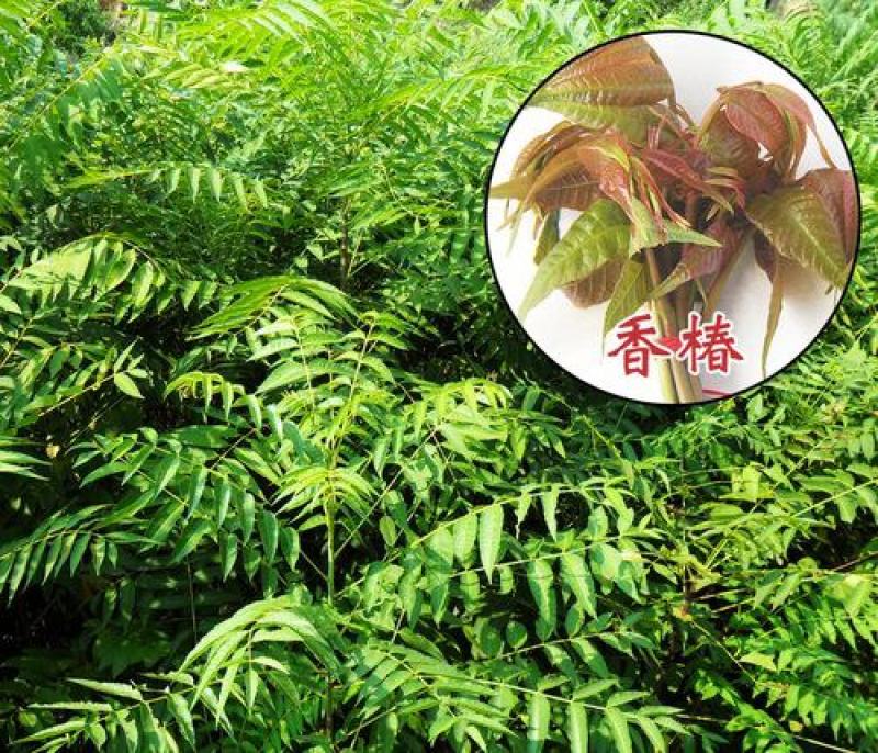 四季红油香椿种子芽苗菜香椿树种子四季播种包发芽新种