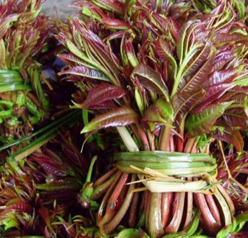 四季红油香椿种子芽苗菜香椿树种子四季播种包发芽新种