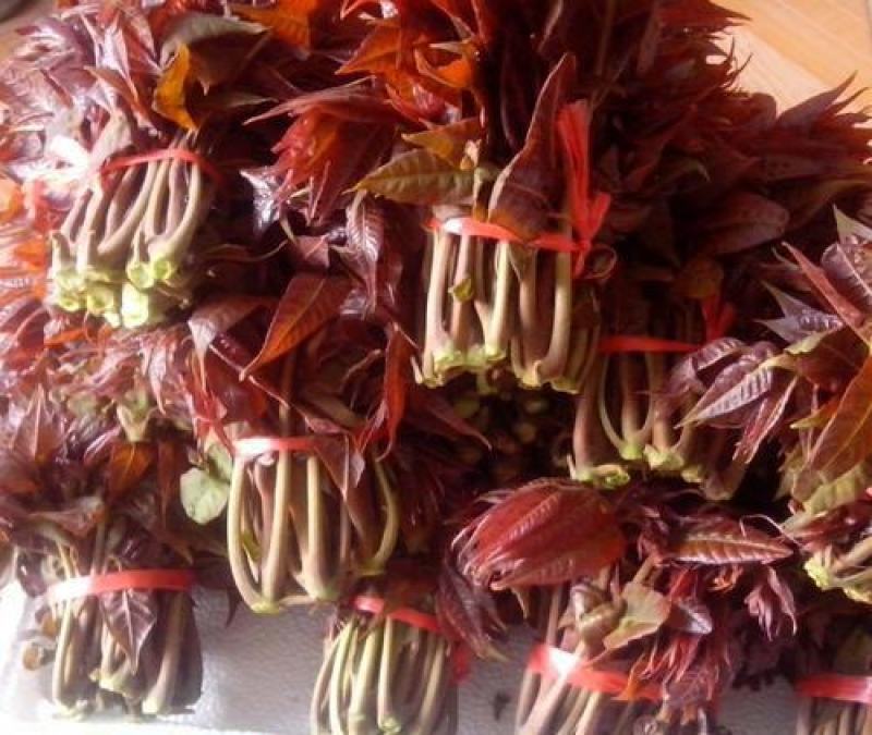 四季红油香椿种子芽苗菜香椿树种子四季播种包发芽新种