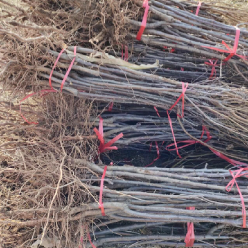 李子苗，占地李子苗，建园李子苗，品种齐全，量大从优