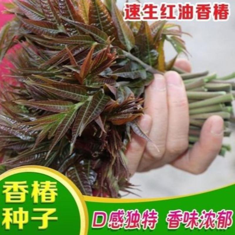 四季红油香椿种子芽苗菜香椿树种子四季播种包发芽新种