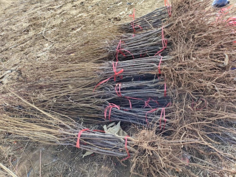 李子苗，占地李子苗，建园李子苗，品种齐全，量大从优