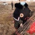 李子苗，占地李子苗，建园李子苗，品种齐全，量大从优