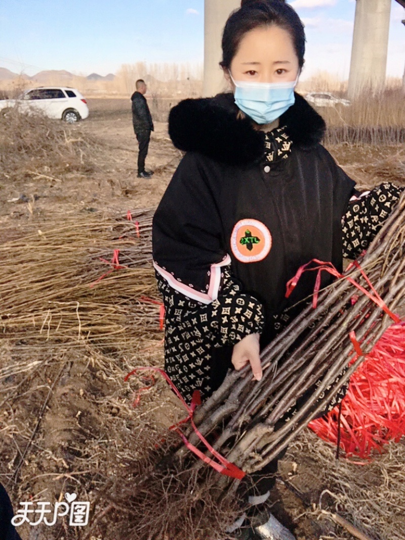 李子苗，占地李子苗，建园李子苗，品种齐全，量大从优