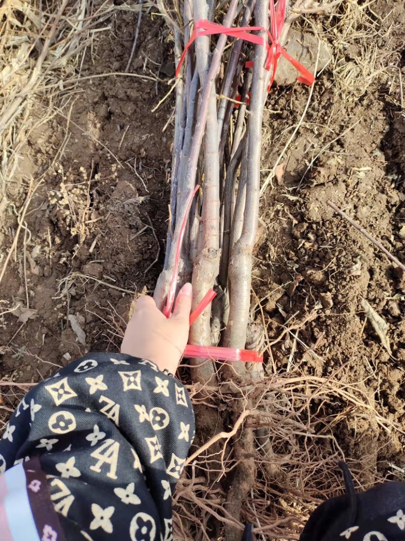 李子苗，占地李子苗，建园李子苗，品种齐全，量大从优