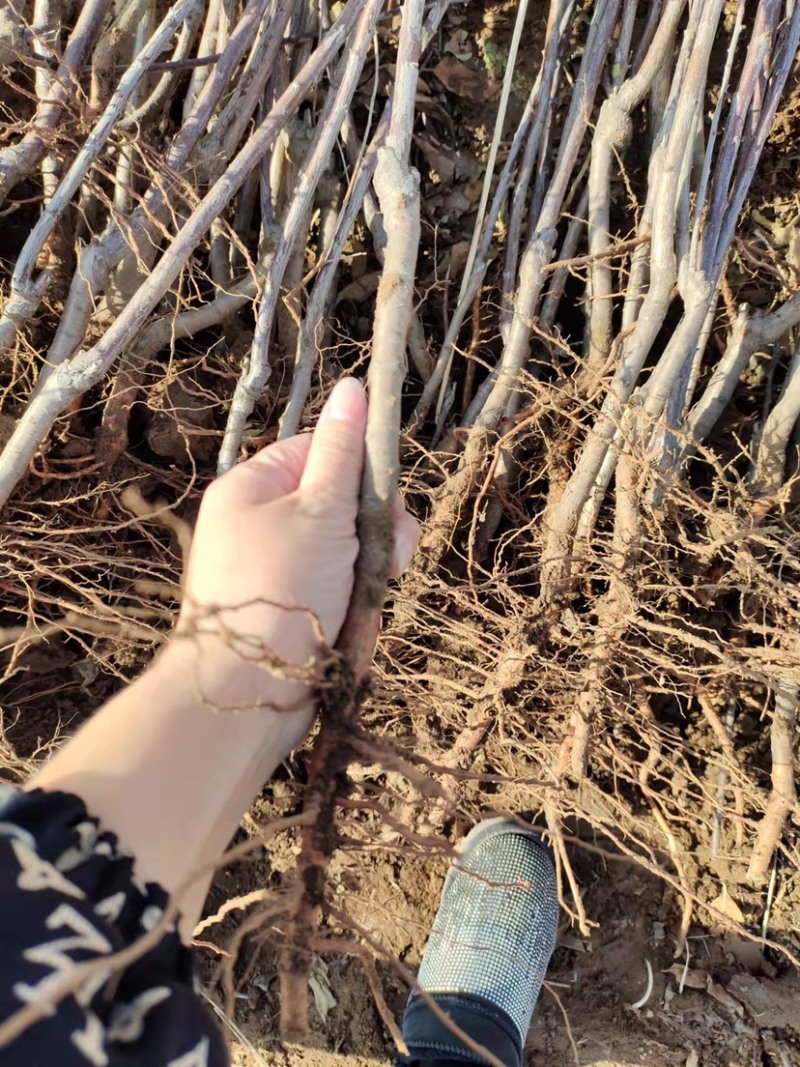 李子苗，占地李子苗，建园李子苗，品种齐全，量大从优