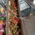 批发鲜花花头婚庆装饰花束配材花墙花柱插花原产地发货