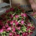 批发鲜花花头婚庆装饰花束配材花墙花柱插花原产地发货