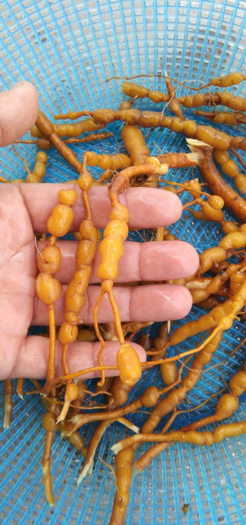 鸡筋参短刺虎刺长叶数珠根黄鸡胖大叶虎刺种子种苗药材咳七风