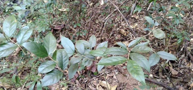 鸡筋参短刺虎刺长叶数珠根黄鸡胖大叶虎刺种子种苗药材咳七风