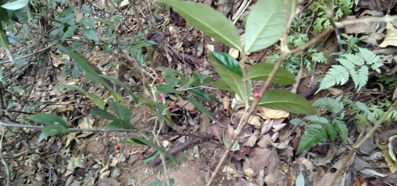 鸡筋参短刺虎刺长叶数珠根黄鸡胖大叶虎刺种子种苗药材咳七风