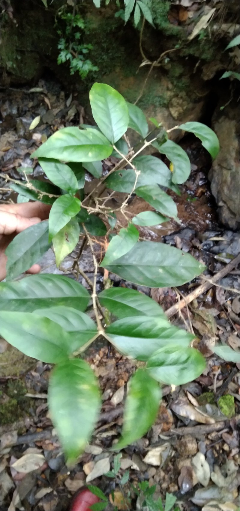 鸡筋参短刺虎刺长叶数珠根黄鸡胖大叶虎刺种子种苗药材咳七风