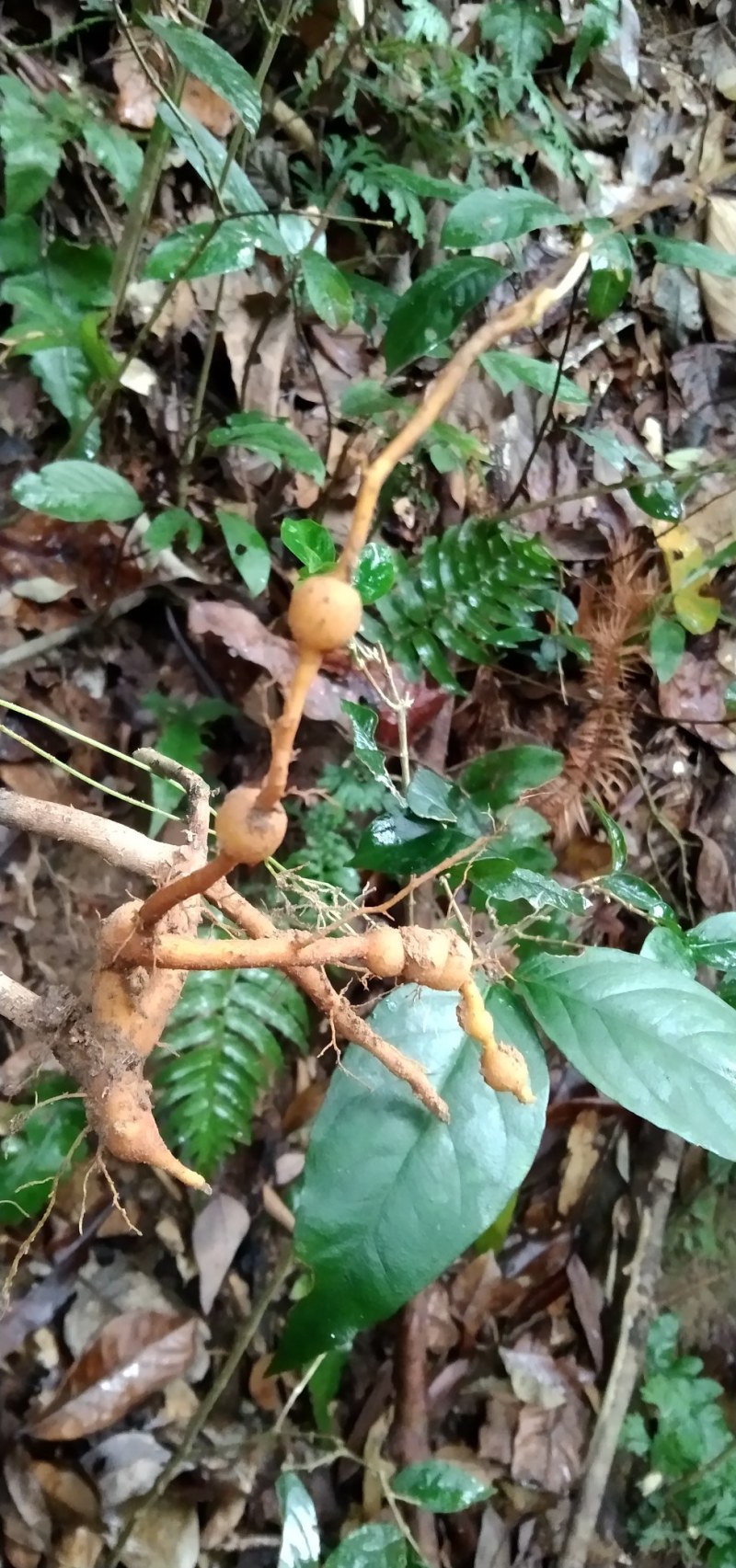 鸡筋参短刺虎刺长叶数珠根黄鸡胖大叶虎刺种子种苗药材咳七风