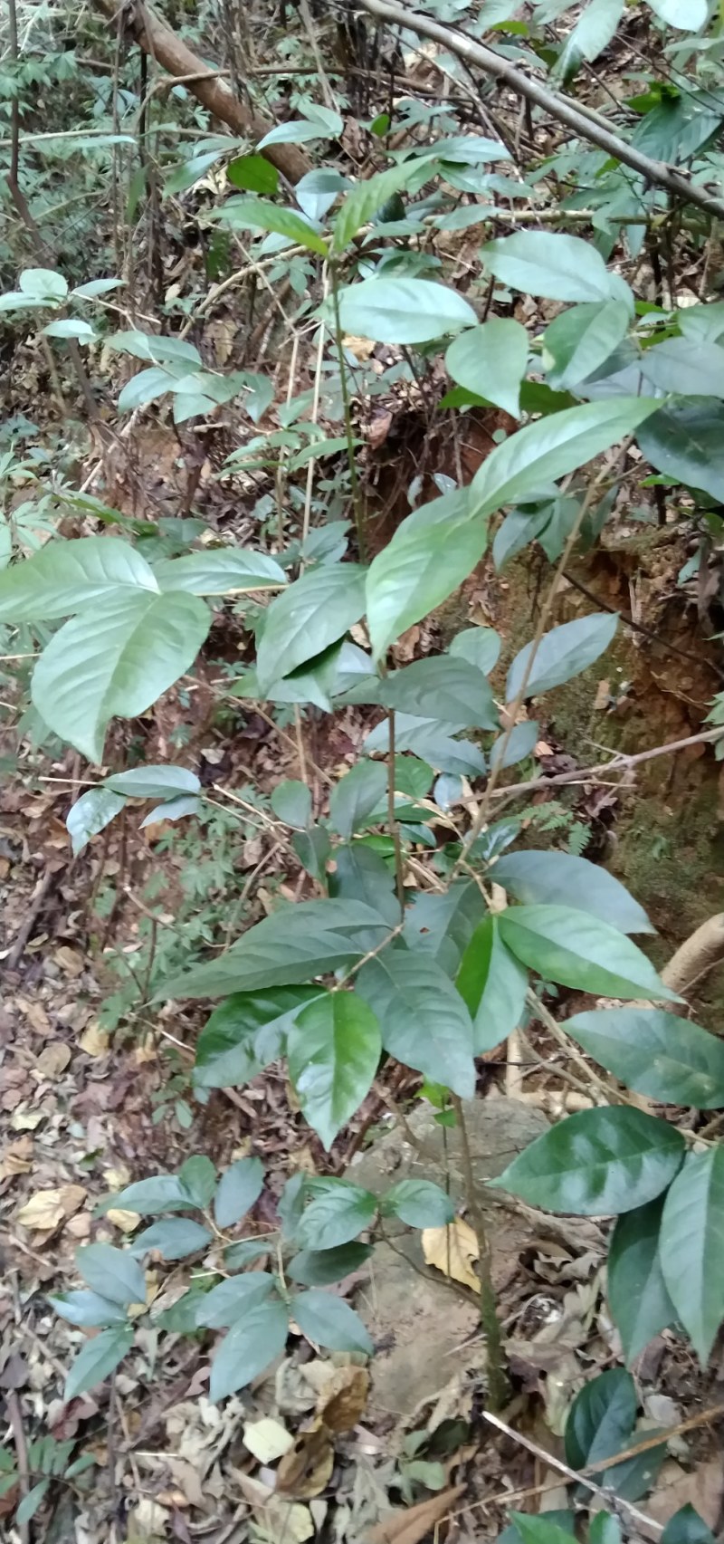 鸡筋参短刺虎刺长叶数珠根黄鸡胖大叶虎刺种子种苗药材咳七风