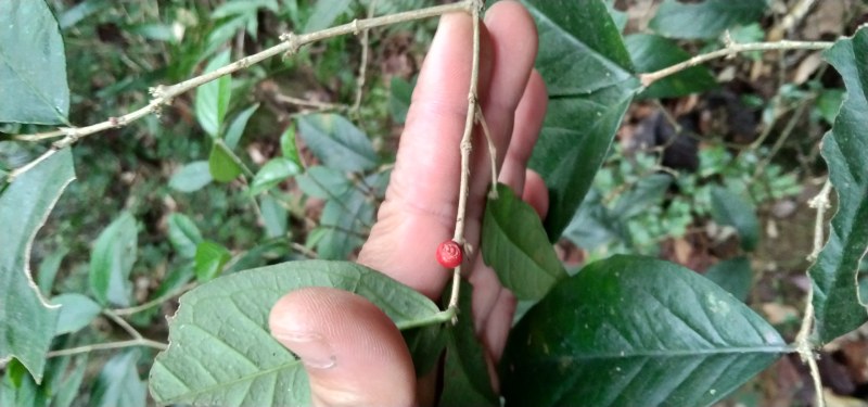 鸡筋参短刺虎刺长叶数珠根黄鸡胖大叶虎刺种子种苗药材咳七风