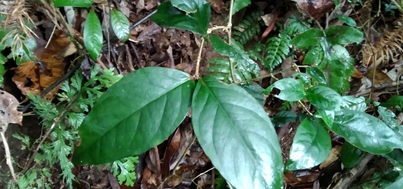 鸡筋参短刺虎刺长叶数珠根黄鸡胖大叶虎刺种子种苗药材咳七风