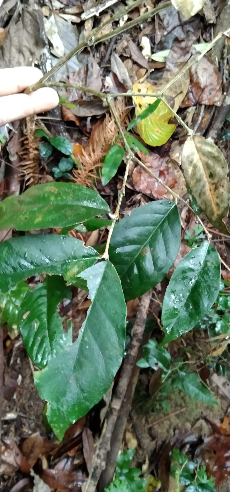 鸡筋参短刺虎刺长叶数珠根黄鸡胖大叶虎刺种子种苗药材咳七风