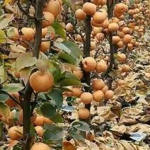 【优质】柱状梨树苗，高产全国，南北均可种植