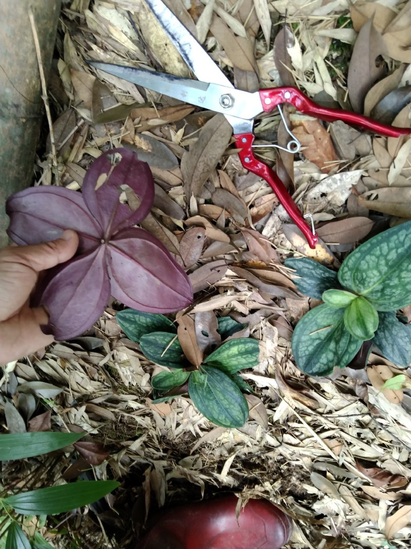 肺形草双蝴蝶斑叶蔓龙胆铁交杯种子种苗冷背药材盆景