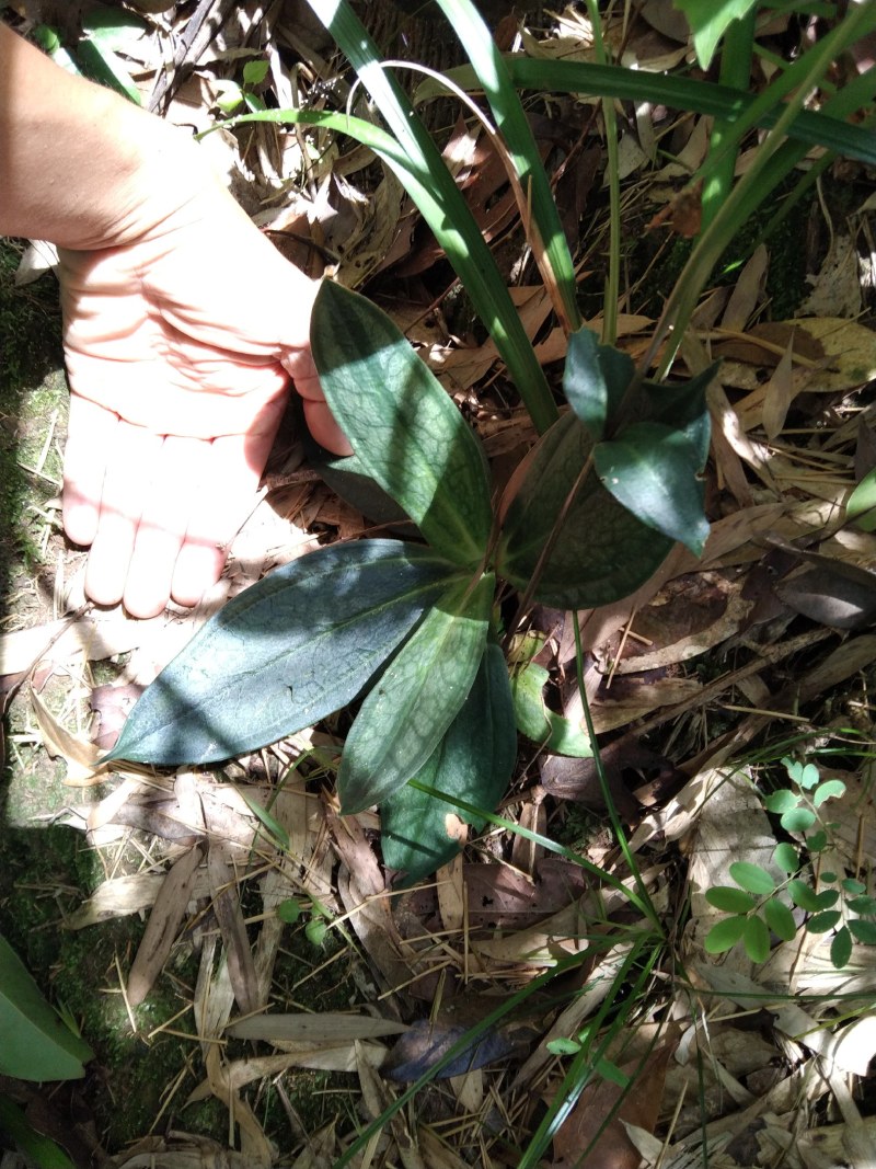 肺形草双蝴蝶斑叶蔓龙胆铁交杯种子种苗冷背药材盆景
