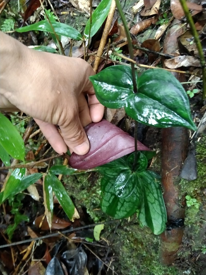 肺形草双蝴蝶斑叶蔓龙胆铁交杯种子种苗冷背药材盆景