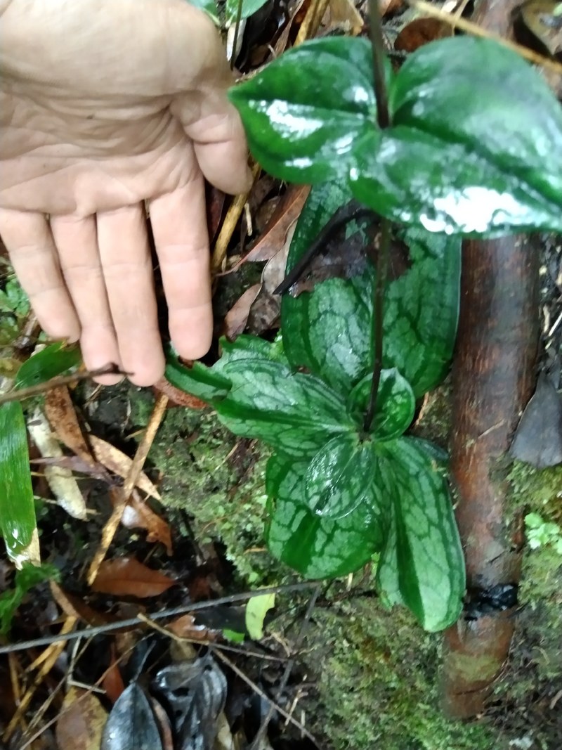 肺形草双蝴蝶斑叶蔓龙胆铁交杯种子种苗冷背药材盆景