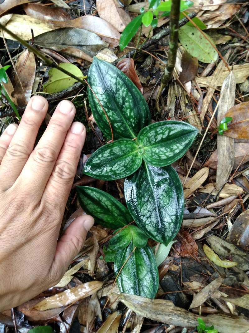肺形草双蝴蝶斑叶蔓龙胆铁交杯种子种苗冷背药材盆景