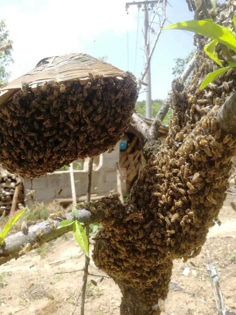 土蜂蜜，出售自家野生土蜂蜜，深山自然放养，不掺糖包邮