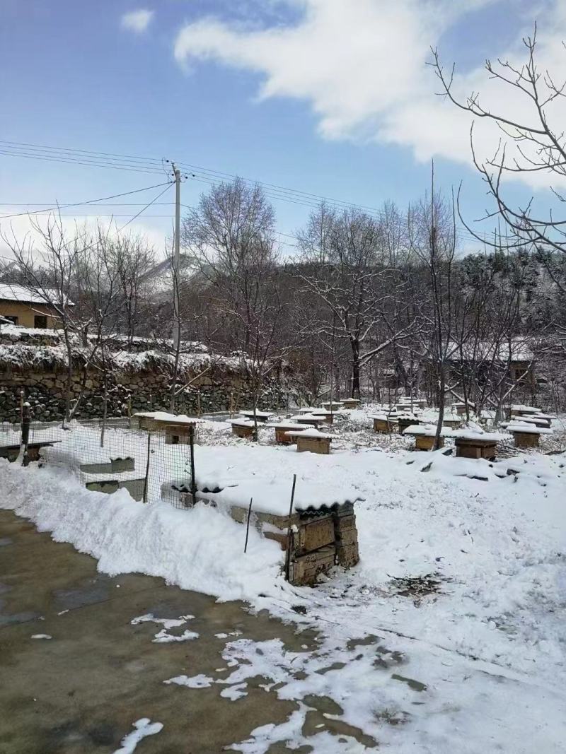 土蜂蜜，出售自家野生土蜂蜜，深山自然放养，不掺糖包邮