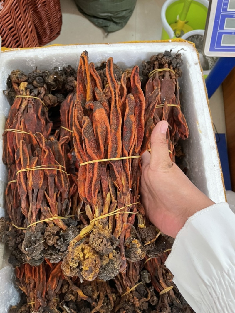 云南回春草大货批发大条小条中条回春草批发