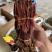 云南回春草大货批发大条小条中条回春草批发