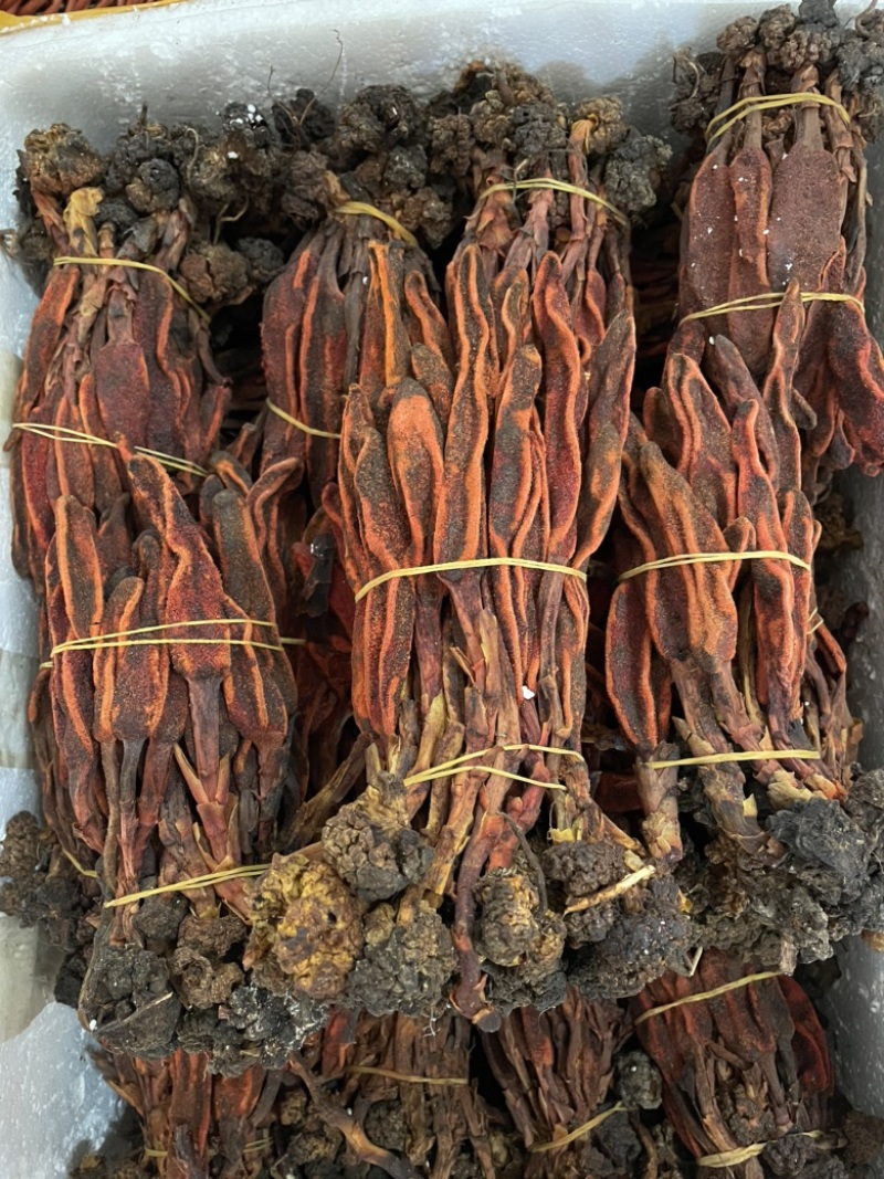 云南回春草大货批发大条小条中条回春草批发