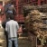 【优质】柱状梨树苗,高产全国包邮,南北均可种植
