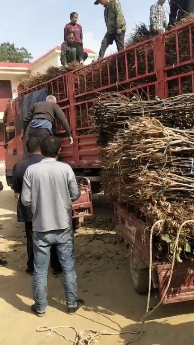 【优质】柱状梨树苗，高产全国包邮，南北均可种植