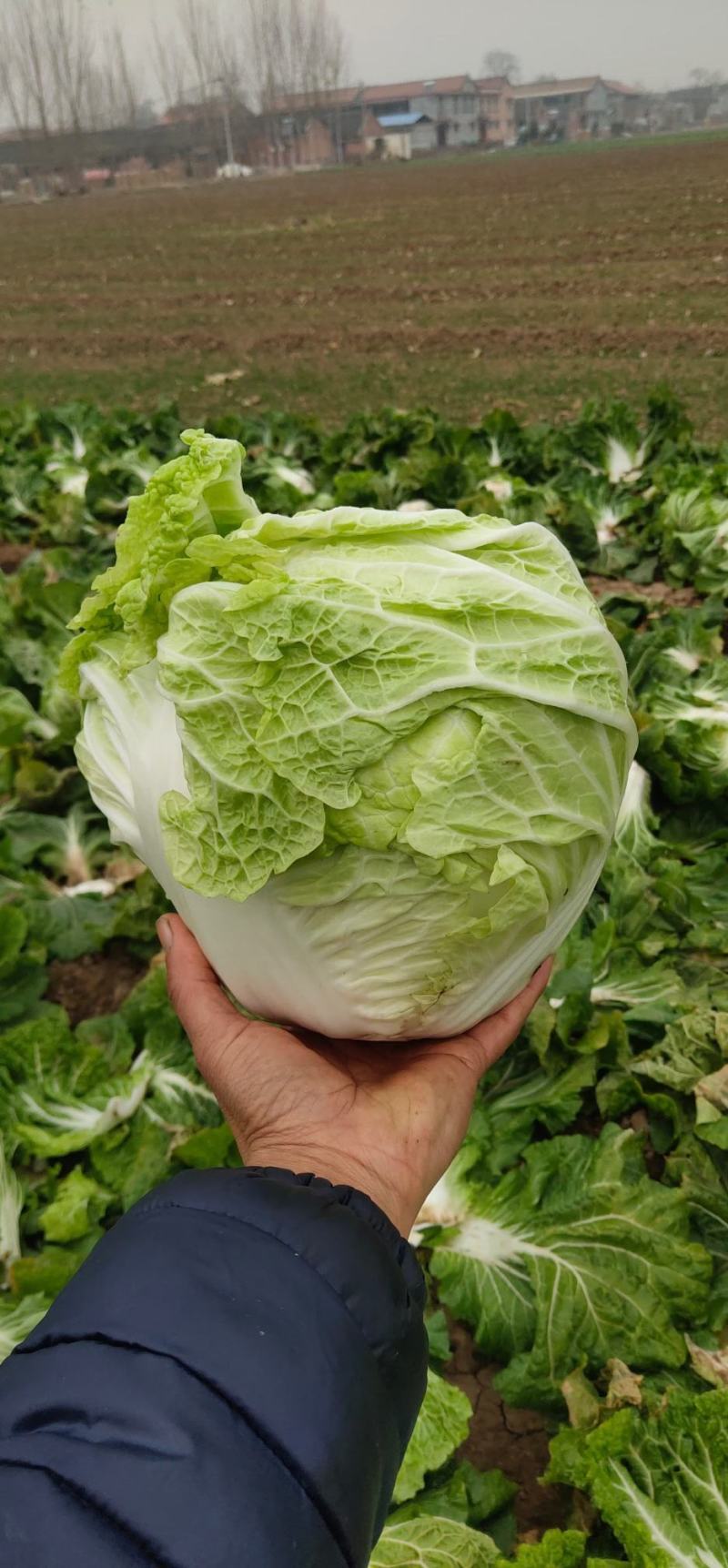 大白菜，园白菜，青稞26大量有货了，质量不错