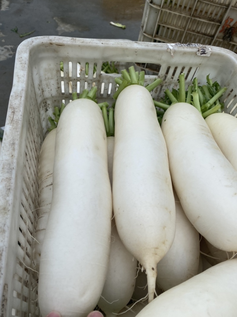 湖北精品白萝卜本地优质蔬菜货量充足产地直销