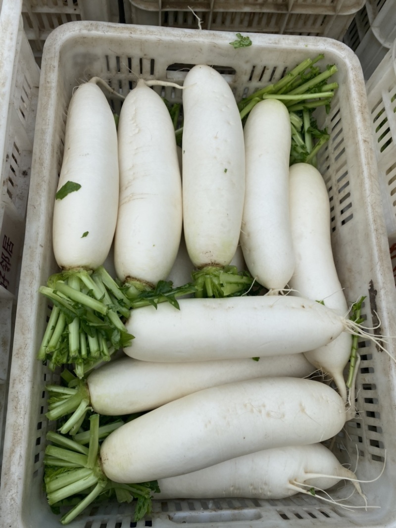 湖北精品白萝卜本地优质蔬菜货量充足产地直销